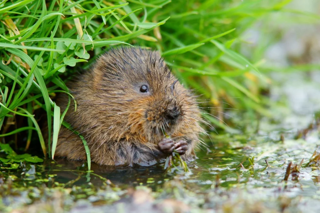 Watermuis sustainablejobs.nl