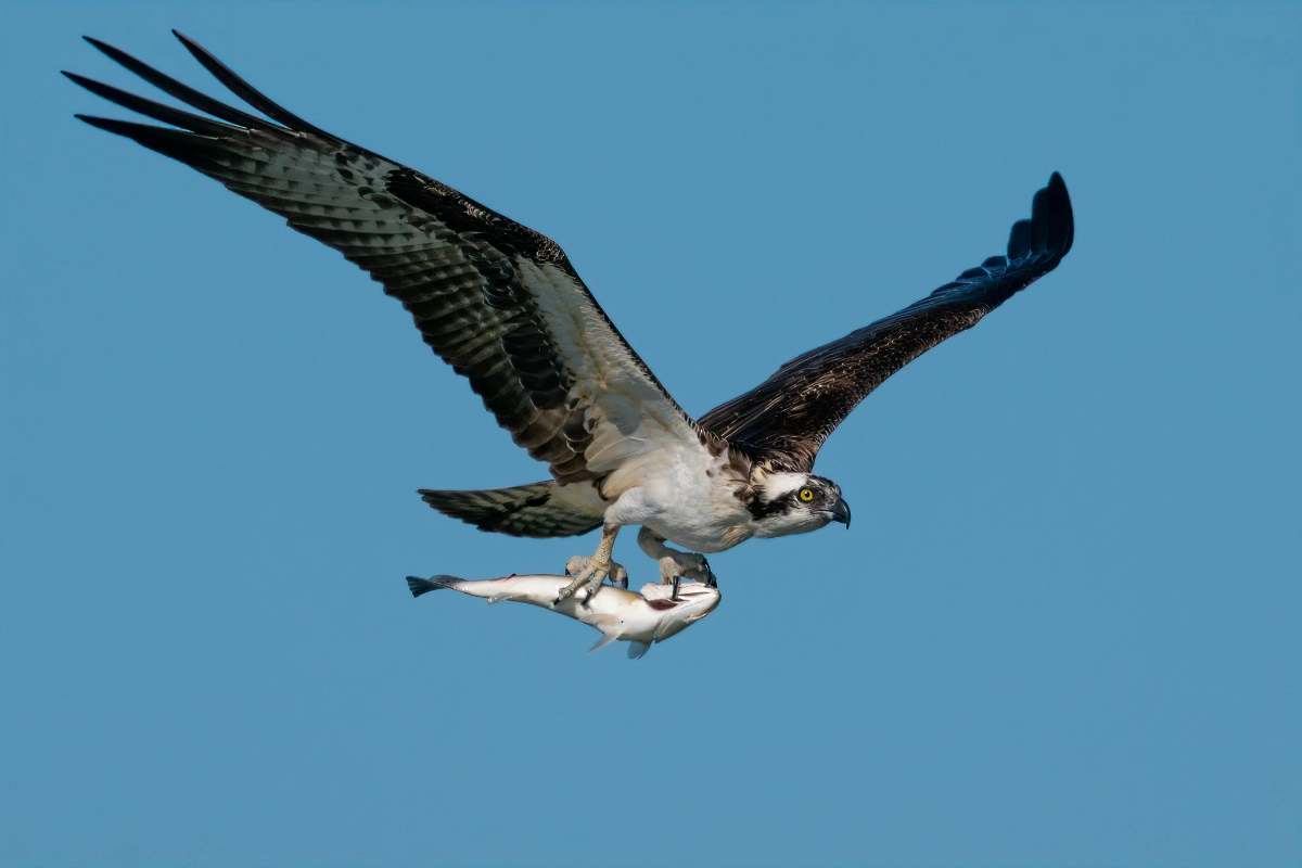 Vogelbescherming Nederland