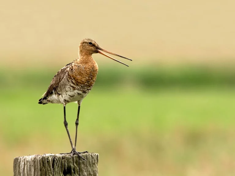 Nieuws Vogelbescherming