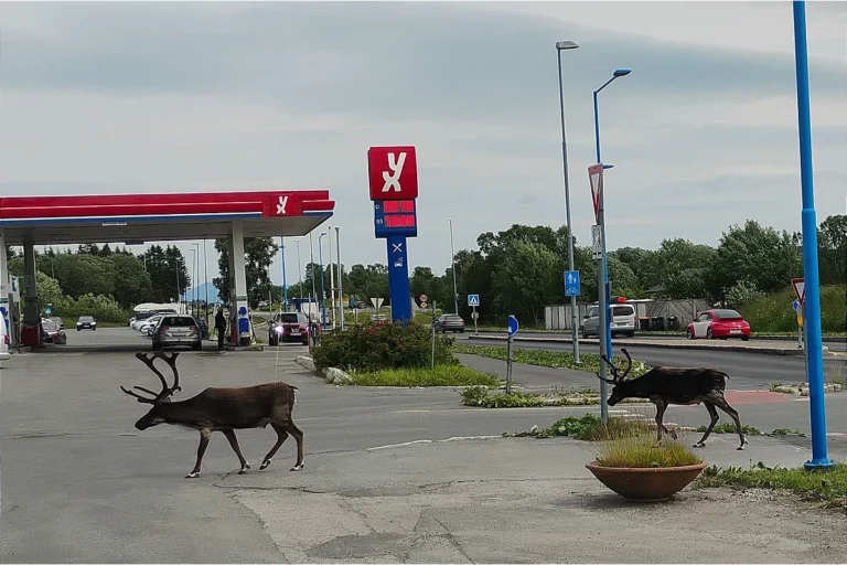 Sámi volk lapland