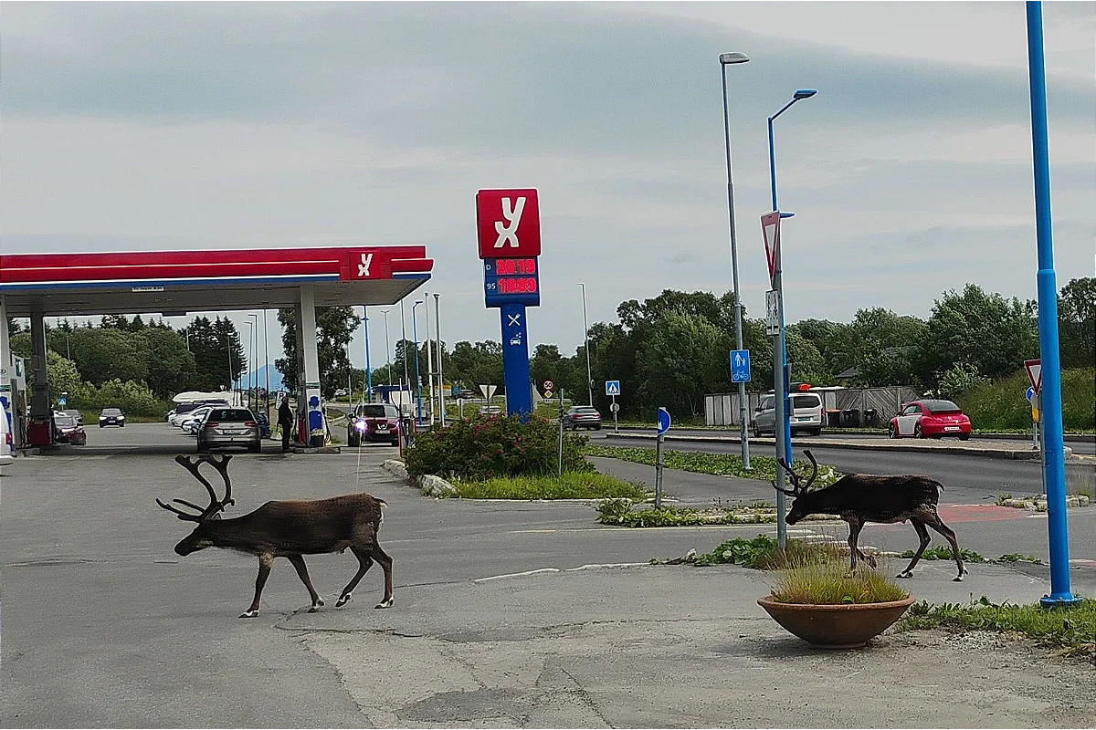 Sámi volk lapland